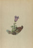 ALPENFLORA ALPINE FLOWERS. Campanula morettiana Rchb-Moretti's Glockenblume 1897