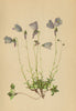ALPENFLORA ALPINE FLOWERS. Campanula pusilla Hänke-Kleine Glockenblume 1897
