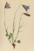 ALPINE FLOWERS. Campanula scheuchzeri Vill-Scheuchzer's Glockenblume 1897