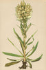 ALPINE FLOWERS. Campanula thyrsoidea L-Straussblüthige Glockenblume 1897 print