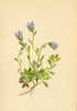ALPENFLORA ALPINE FLOWERS. Campanula cenisia L-Mont Cenis-Glockenblume 1897