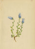 ALPENFLORA ALPINE FLOWERS. Campanula zoisii Wulf-Zois Glockenblume 1897 print