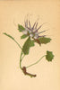 ALPENFLORA ALPINE FLOWERS. Phyteuma comosum L-Schopfiger Rapunzel 1897 print