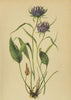 ALPENFLORA ALPINE FLOWERS. Phyteuma scheuchzeri All-Scheuchzer's Rapunzel 1897