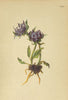 ALPENFLORA ALPINE FLOWERS. Phyteuma sieberi Spr-Sieber's Rapunzel 1897 print