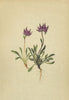 ALPENFLORA ALPINE FLOWERS. Phyteuma pauciflorum L-Armblüthiger Rapunzel 1897