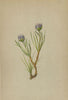 ALPENFLORA ALPINE FLOWERS. Phyteuma hemisphaericum L-Kugelrapunzel 1897 print