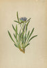 ALPENFLORA ALPINE FLOWERS. Phyteuma humile Schleich-Niedriger Rapunzel 1897