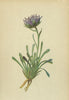 ALPENFLORA ALPINE FLOWERS. Phyteuma confusum A. Kern-Verkannter Rapunzel 1897