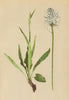 ALPINE FLOWERS. Phyteuma betonicaefolium Vill-Ziestblättriger Rapunzel 1897
