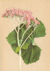 ALPENFLORA ALPINE FLOWERS. Adenostyles alpina Bl. Fingh-Alpen-Drüsengriffel 1897