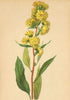 ALPENFLORA ALPINE FLOWERS. Solidago alpestris W. K-Alpen-Goldruthe 1897 print