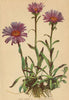 ALPENFLORA ALPINE FLOWERS. Aster alpinus L-Alpen-Sternblume 1897 old print
