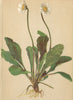 ALPENFLORA ALPINE FLOWERS.Aster bellidiastrum Scop-Maassliebchen-Sternblume 1897