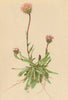 ALPENFLORA ALPINE FLOWERS. Erigeron alpinus L-Alpen-Berufkraut 1897 old print