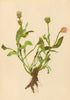 ALPENFLORA ALPINE FLOWERS. Erigeron villarsii Bell-Villar's Berufkraut 1897