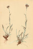 ALPINE FLOWERS. Antennaria carpatica Bl. F-Karpatisches Katzenpfotchen 1897