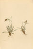 ALPENFLORA ALPINE FLOWERS. Gnaphalium hoppeanum Koch-Hoppe's Ruhrkraut 1897