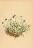 ALPENFLORA ALPINE FLOWERS. Gnaphalium supinum L-Niedriges Ruhrkraut 1897 print