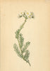 ALPENFLORA ALPINE FLOWERS. Achillea moschata Wulf-Bisamschafgarbe 1897 print