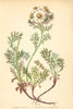 ALPENFLORA ALPINE FLOWERS. Achillea atrata L-Geschwärzte Schafgarbe 1897 print