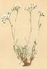 ALPINE FLOWERS. Achillea clavenae L-Clavena's Schafgarbe, weisser Speik 1897