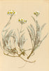 ALPENFLORA ALPINE FLOWERS. Achillea nana L-Zwerg-Schafgarbe 1897 old print