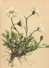 ALPENFLORA ALPINE FLOWERS. Chrysanthemum alpinum L-Alpine-Wucherblume 1897