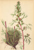 ALPENFLORA ALPINE FLOWERS. Artemisia nana Gaud-Kleiner Beifuss 1897 old print