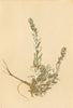 ALPENFLORA ALPINE FLOWERS. Artemisia spicata Wulf-Ähriger Beifuss 1897 print