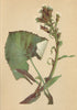 ALPENFLORA ALPINE FLOWERS. Petasites niveus Baumg-Schneeweisse Pestwurz 1897