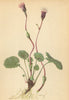 ALPENFLORA ALPINE FLOWERS. Homogyne alpina (L. ) Cass-Gemeiner Alplattich 1897