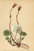 ALPENFLORA ALPINE FLOWERS. Homogyne discolor Cass-Zweifarbiger Alplattich 1897