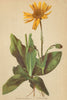 ALPENFLORA ALPINE FLOWERS. Arnica Montana L-Wohlverleih 1897 old antique print