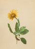 ALPENFLORA ALPINE FLOWERS.Doronicum glaciale(Wulf.)Nym-Gletscher-Gemswurz 1897