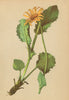 ALPENFLORA ALPINE FLOWERS. Doronicum scorpioides (L. ) A. Kern-Hirschwurz 1897