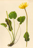 ALPINE FLOWERS. Doronicum cordatum Schultz. B-Herzblättrige Gemswurz 1897