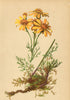 ALPINE FLOWERS. Senecio abrotanifolius L-Stabwurzblättriges Kreuzkraut 1897