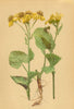 ALPENFLORA ALPINE FLOWERS. Senecio subalpinus Koch-Voralpen-Kreuzkraut 1897