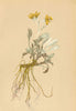 ALPENFLORA ALPINE FLOWERS. Senecio incanus L-Graufilziges Kreuzkraut 1897