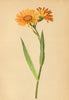 ALPENFLORA ALPINE FLOWERS. Senecio doronicum L-Gemswurz-Kreuzkraut 1897 print