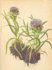 ALPENFLORA ALPINE FLOWERS. Saussurea pygmaea (L. ) Spreng-Zwergalpenscharte 1897