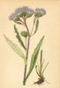 ALPENFLORA ALPINE FLOWERS. Saussurea alpina (L. ) DC-Gemeine Alpenscharte 1897