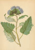 ALPENFLORA ALPINE FLOWERS.Saussurea discolor(W.)DC-Zweifarbige Alpenscharte 1897