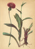 ALPENFLORA ALPINE FLOWERS. Carduus defloratus L-Weichdistel 1897 old print