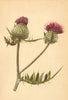 ALPENFLORA ALPINE FLOWERS.Cirsium eriophorum(L.)Scop-Wolköpfige Kratzdistel 1897