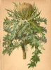 ALPINE FLOWERS. Cirsium spinosissimum Scop-Reichstachelige Kratzdistel 1897