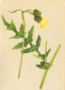 ALPENFLORA ALPINE FLOWERS.Cirsium erisithales(L.)Scop-Klebrige Kratzdistel 1897