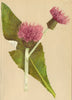 ALPENFLORA ALPINE FLOWERS.Cirsium heterophyllum All-Zweifarbige Kratzdistel 1897