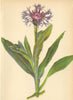 ALPENFLORA ALPINE FLOWERS. Centaurea Montana L-Berg-Flockenblume 1897 print